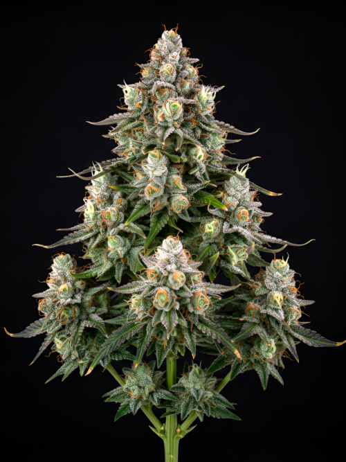 AUTO Amnesia Bubba x Auto Green Poison