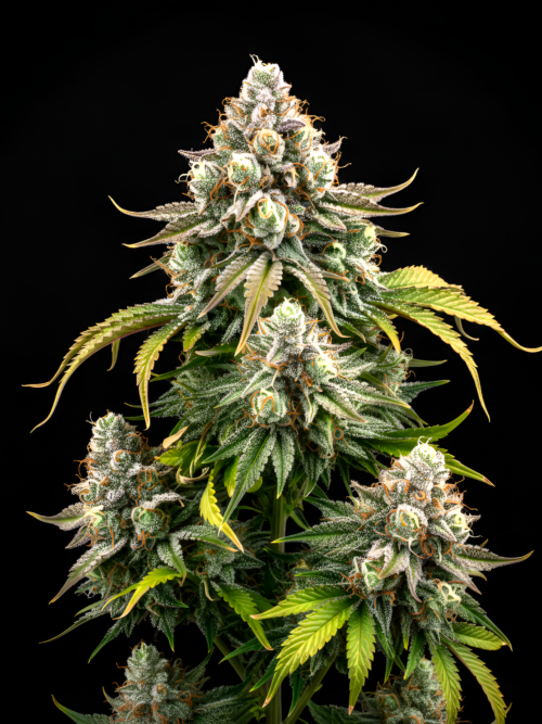 Auto Cheese x Auto Fruit