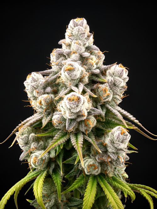 AUTO Fruit x Auto Green Poison