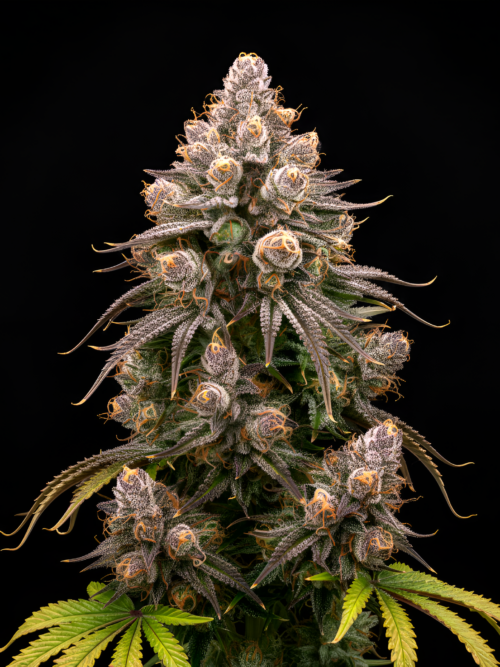 AUTO Gorilla x Auto Fruit