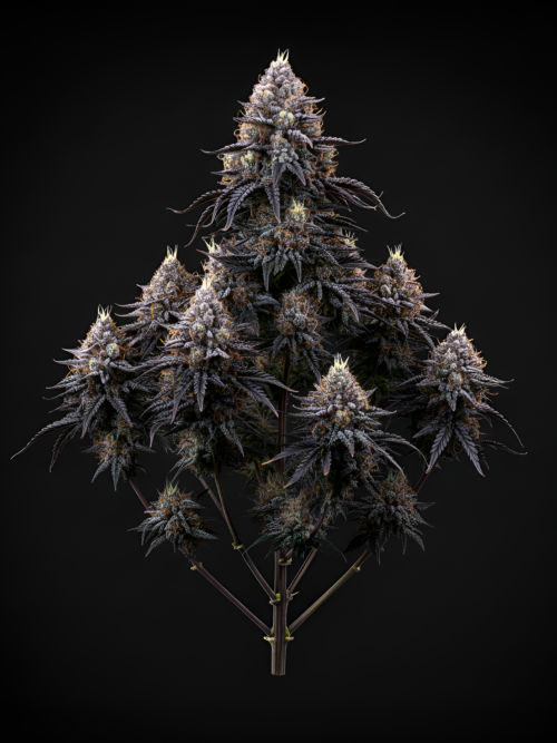AUTO Green Poison x Auto Fruit