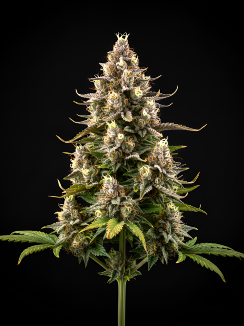 AUTO Sad x Auto Fruit