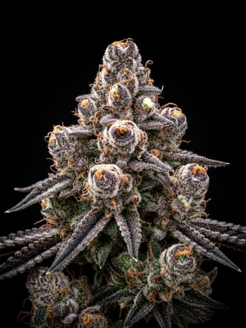 AUTO Sad x Auto Green Poison