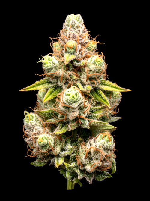 AUTO Strawberry Haze x Auto Green Poison