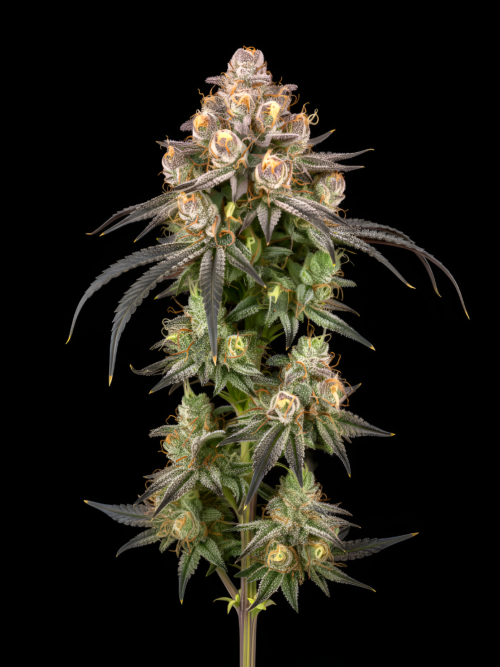 AUTO Zkittlez x Auto Fruit