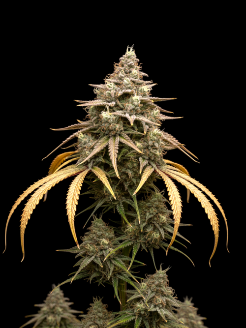 FEM Mango Kush x WB Bubba