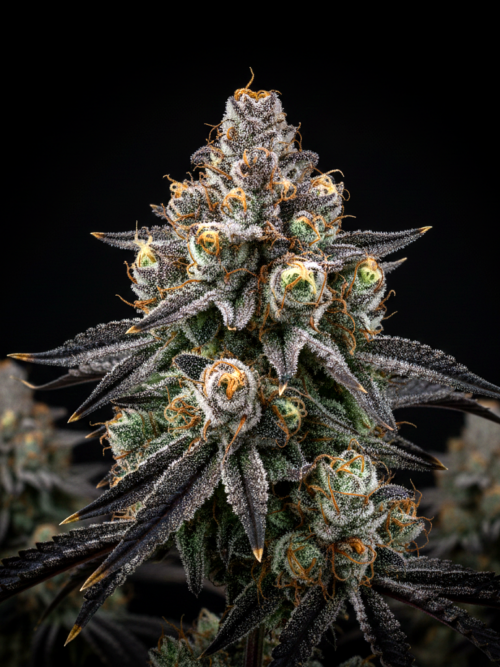 FEM Oreoz x WB Bubba