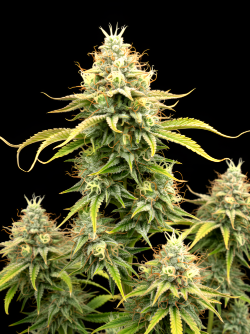 FEM Panama 12 x Pink Honey #10
