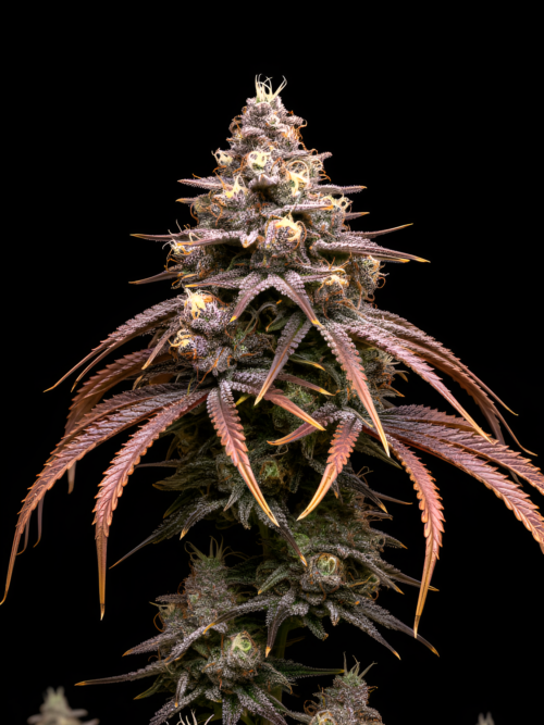 FEM Purple Punch x WB Bubba