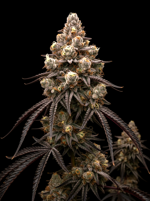FEM Strawberry Mango x WB Bubba
