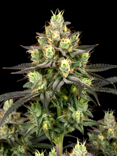 AUTO Cheese x Auto Green Poison