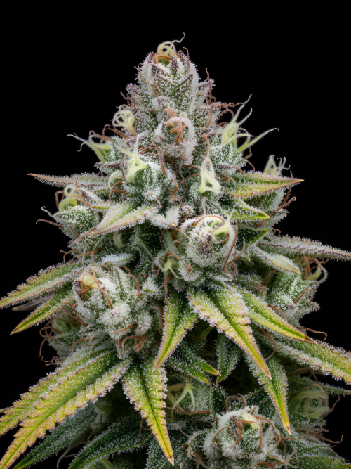Banana jelly x Red Sunshine
