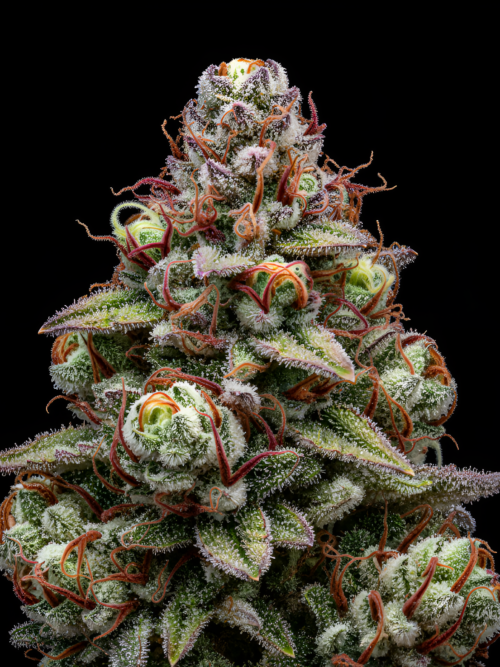 Cherry biscotti x Red Sunshine