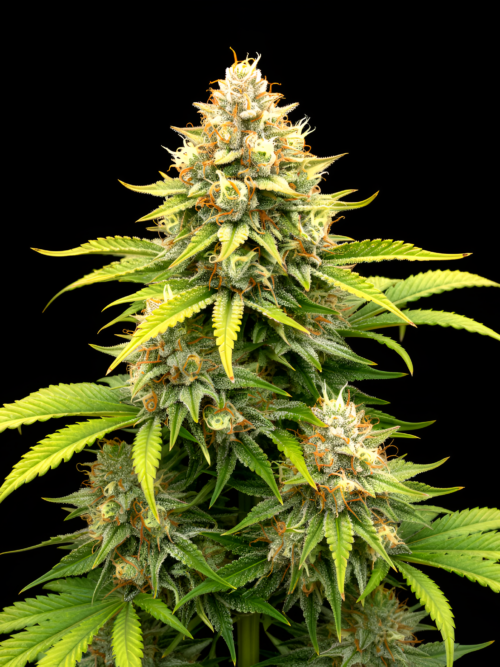 FEM Empress #2 x Chiquita Banana