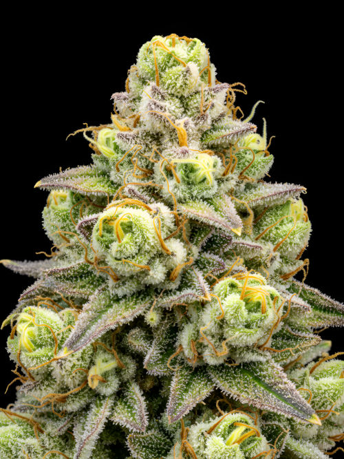 Honey banana x Fresca melon x Red Sunshine