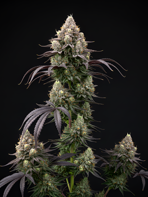 FEM Obama Runtz x Chiquita Banana