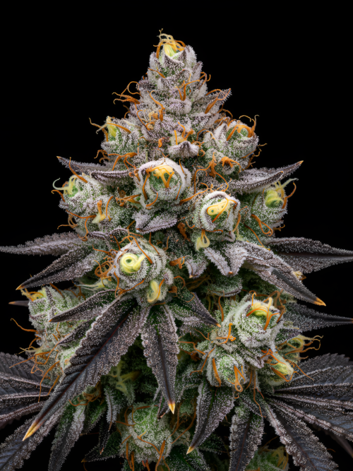 Obama runtz x Red Sunshine