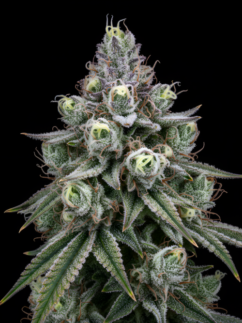 Panama #12 x Red Sunshine