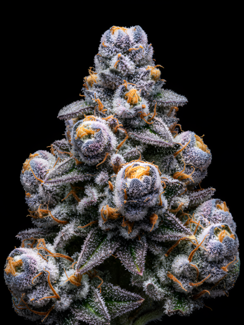 Papaya x Red Sunshine