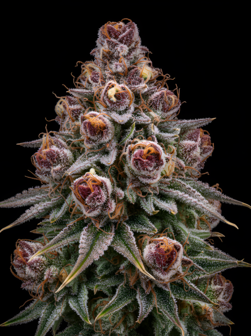 Pink limez x Red Sunshine