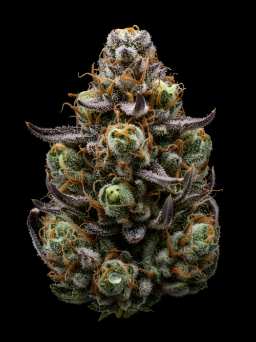 Sunset gas x Red Sunshine