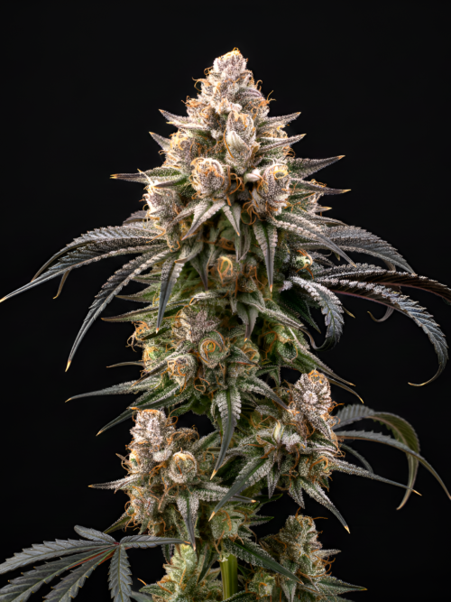 FEM Sunset Sherbet x Chiquita Banana
