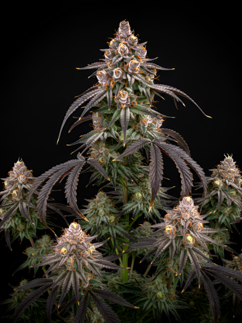 FEM Tropicana Cookies x Chiquita Banana