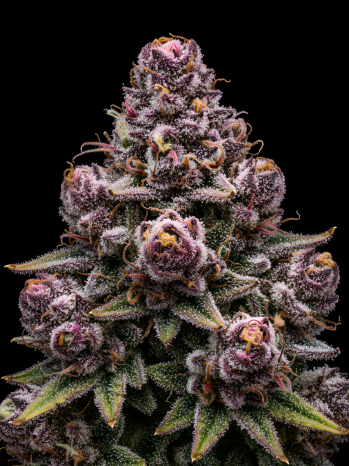 Zerberry x Red Sunshine