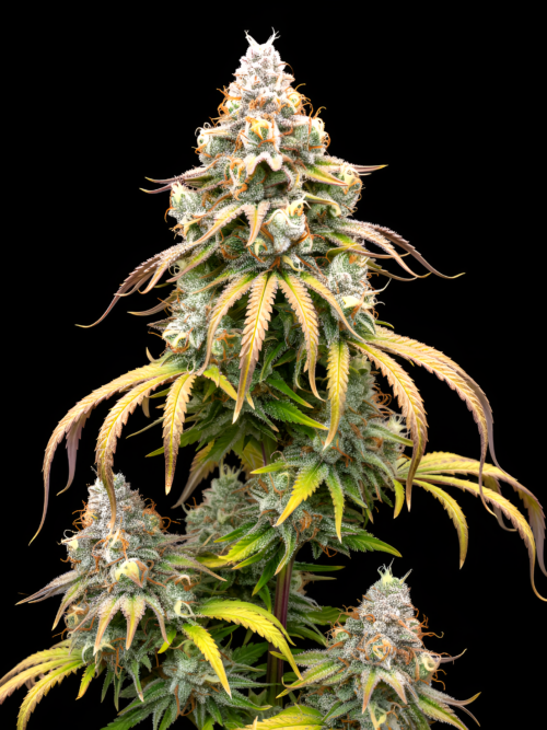 FEM Zowah and Papaya x Pink Honey #10
